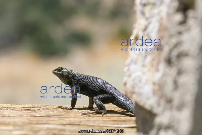 : Western Fence Lizard : Western Fence Lizard