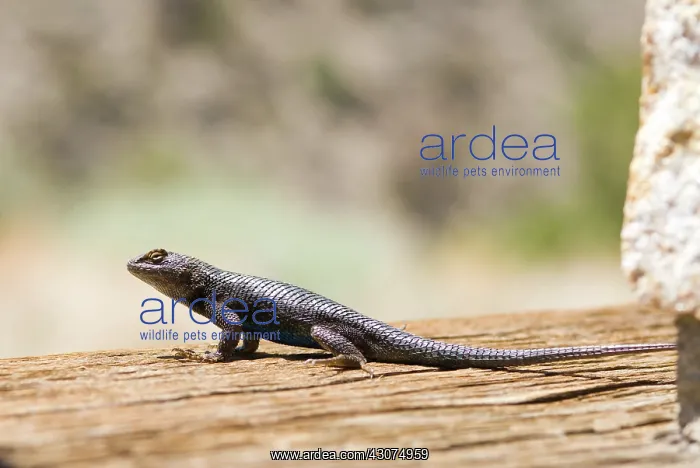  : Western Fence Lizard