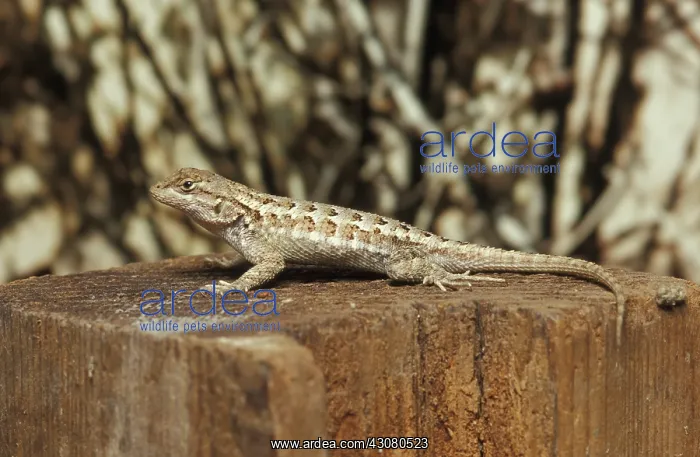: Western Fence Lizard : Western Fence Lizard
