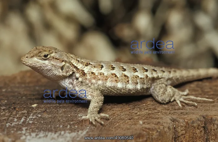 : Western Fence Lizard : Western Fence Lizard