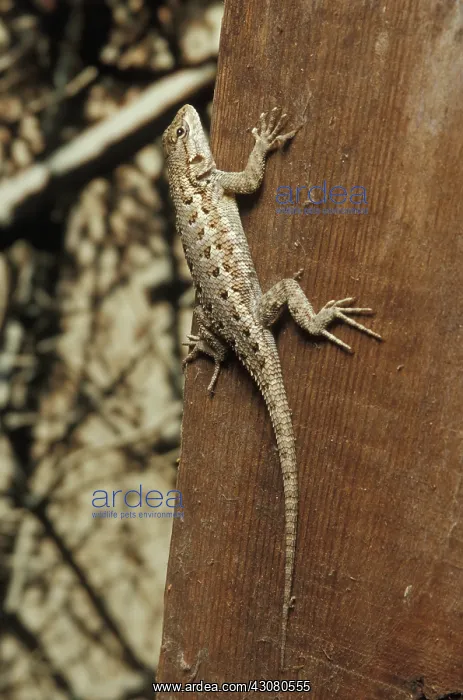 : Western Fence Lizard : Western Fence Lizard
