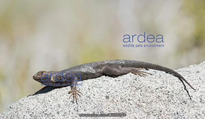 : Western fence lizard : Western fence lizard