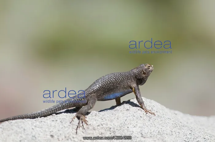 : Western fence lizard : Western fence lizard