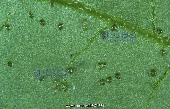 : Western flower thrips blisters : Western flower thrips blisters