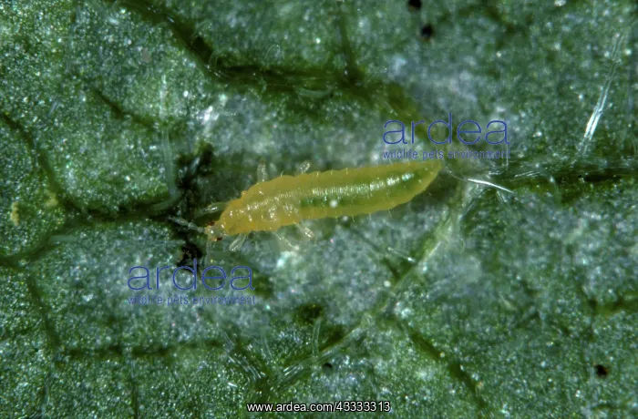 : Western flower thrips nymph : Western flower thrips nymph