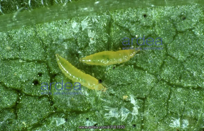 : Western flower thrips nymphs : Western flower thrips nymphs