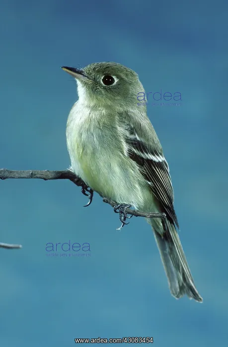 : Western Flycatcher : Western Flycatcher