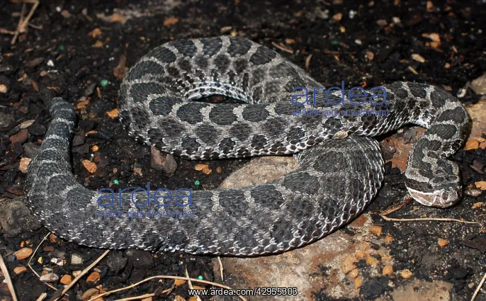 : Western Fox Snake : Western Fox Snake