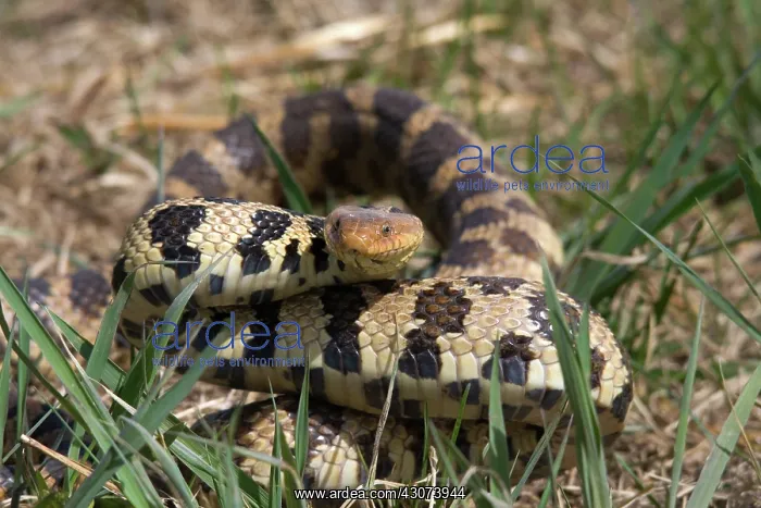 : Western Fox Snake : Western Fox Snake