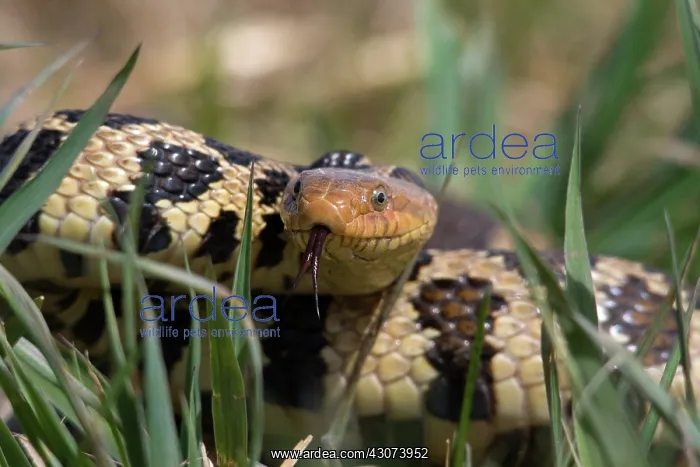 : Western Fox Snake : Western Fox Snake