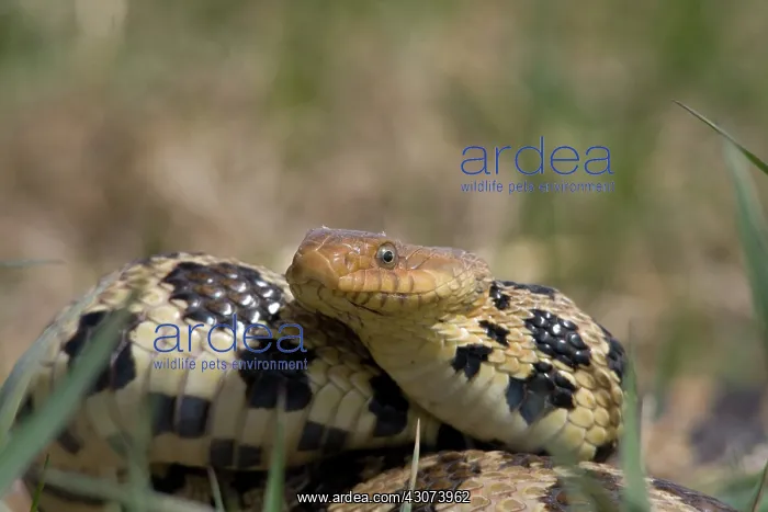 : Western Fox Snake : Western Fox Snake