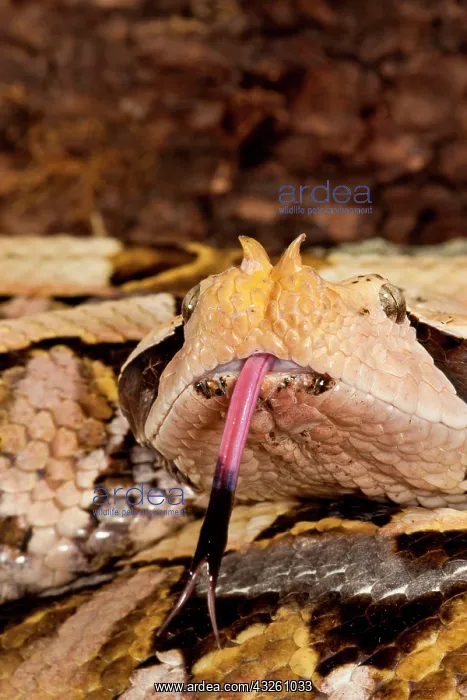 : Western Gaboon Viper, Bitis gabonica rhinoceros : Western Gaboon Viper, Bitis gabonica rhinoceros
