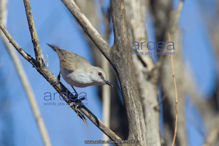 : Western Gerygone : Western Gerygone