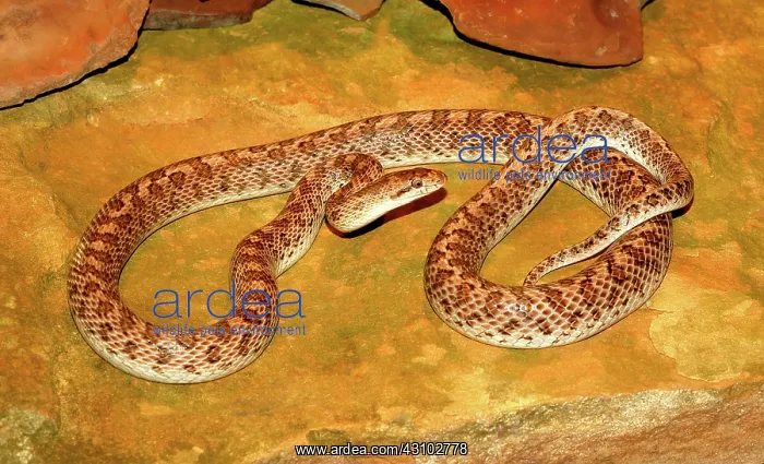 : Western Glossy Snake : Western Glossy Snake