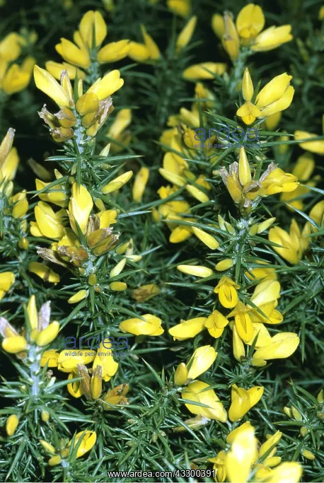 : WESTERN GORSE : WESTERN GORSE
