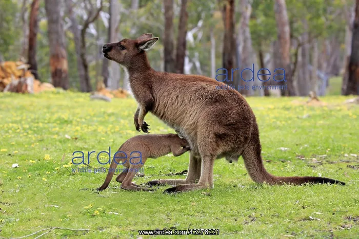 : Western gray kangaroo (Macropus fuliginosus fuliginosus) : Western gray kangaroo (Macropus fuliginosus fuliginosus)