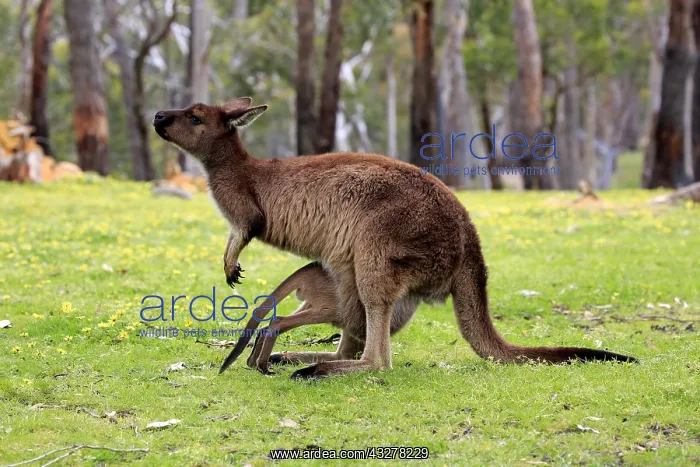 : Western gray kangaroo (Macropus fuliginosus fuliginosus) : Western gray kangaroo (Macropus fuliginosus fuliginosus)