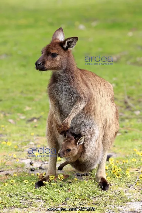 : Western gray kangaroo (Macropus fuliginosus fuliginosus) : Western gray kangaroo (Macropus fuliginosus fuliginosus)