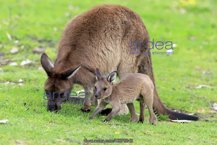 : Western gray kangaroo (Macropus fuliginosus fuliginosus) : Western gray kangaroo (Macropus fuliginosus fuliginosus)