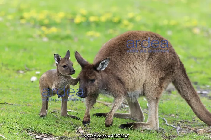 : Western gray kangaroo (Macropus fuliginosus fuliginosus) : Western gray kangaroo (Macropus fuliginosus fuliginosus)