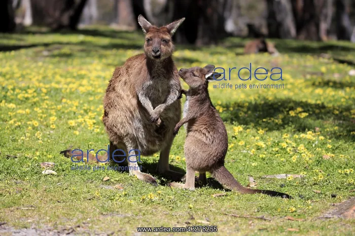 : Western gray kangaroo (Macropus fuliginosus fuliginosus) : Western gray kangaroo (Macropus fuliginosus fuliginosus)
