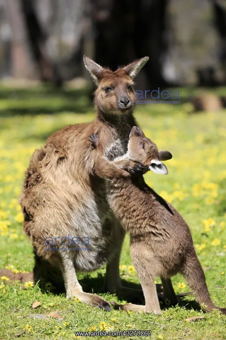 : Western gray kangaroo (Macropus fuliginosus fuliginosus) : Western gray kangaroo (Macropus fuliginosus fuliginosus)
