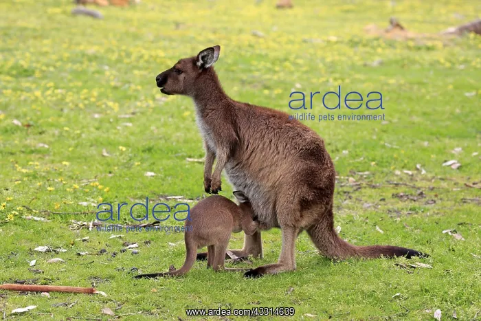 : Western gray kangaroo (Macropus fuliginosus fuliginosus) : Western gray kangaroo (Macropus fuliginosus fuliginosus)