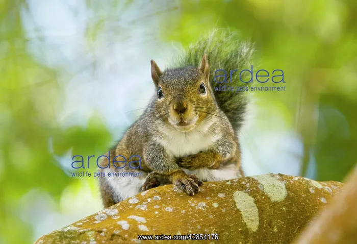 : Western Gray Squirrel : Western Gray Squirrel