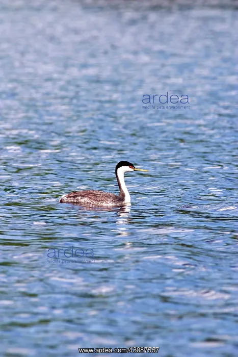  : Western Grebe