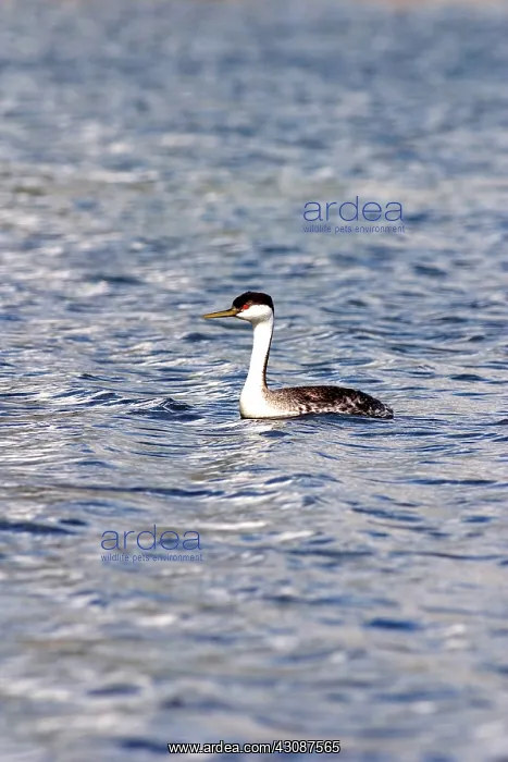 : Western Grebe : Western Grebe