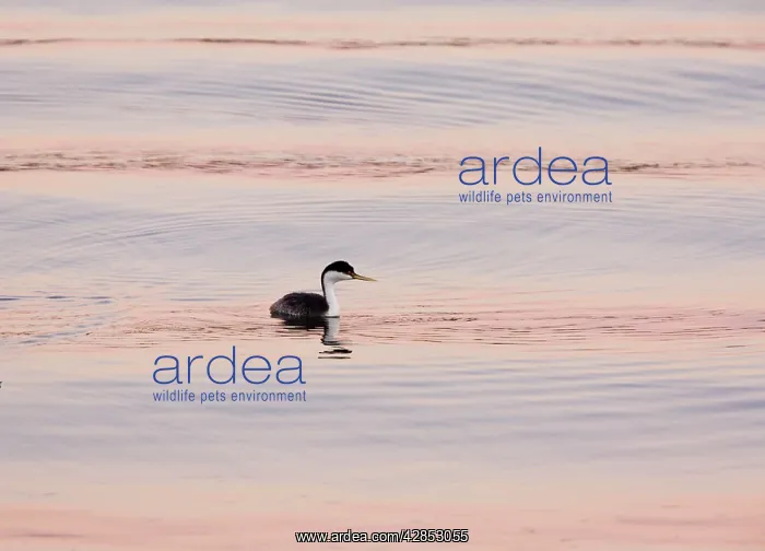: Western Grebe - evening light : Western Grebe - evening light