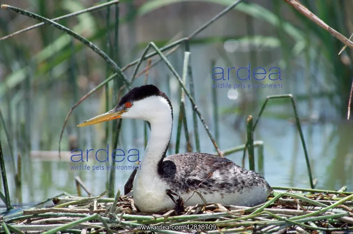: Western GREBE - on nest : Western GREBE - on nest