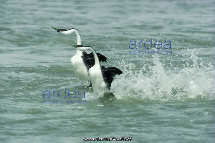 : Western Grebe pair ^dancing^ on water : Western Grebe pair ^dancing^ on water