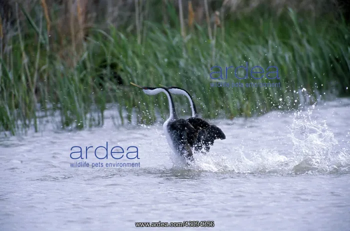 : Western Grebes : Western Grebes