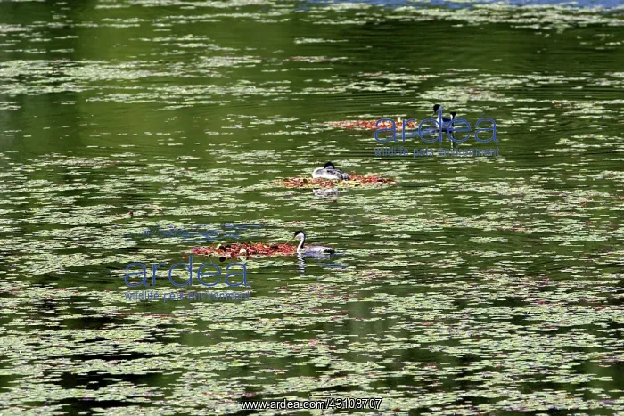 : Western Grebes : Western Grebes