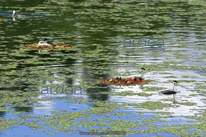 : Western Grebes : Western Grebes