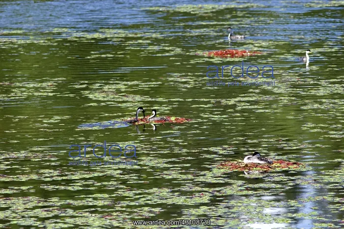 : Western Grebes : Western Grebes