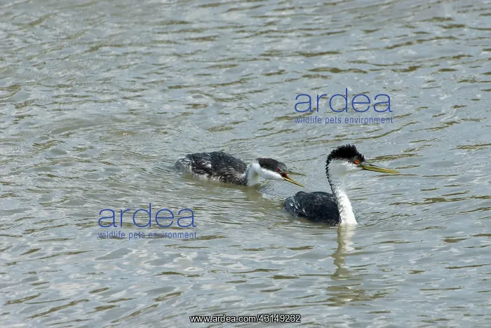 : Western Grebes : Western Grebes