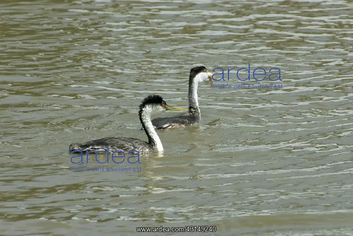 : Western Grebes : Western Grebes