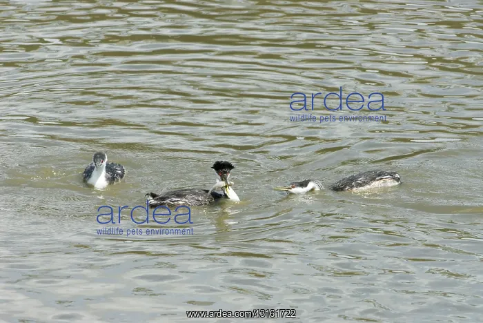 : Western Grebes : Western Grebes