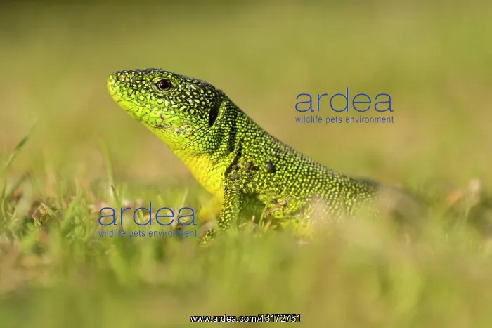 : Western Green Lizard : Western Green Lizard