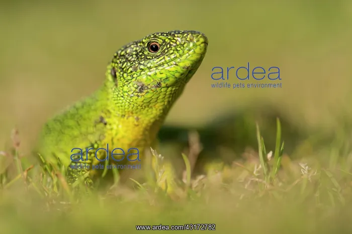 : Western Green Lizard : Western Green Lizard