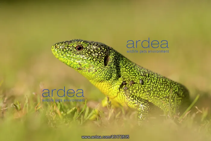 : Western Green Lizard : Western Green Lizard
