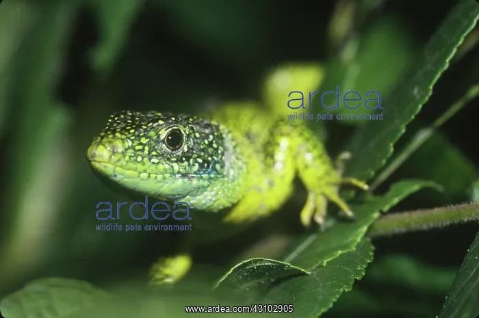  : Western Green Lizard (Lacerta bilineata)