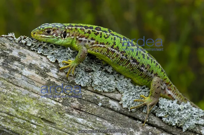 : Western Green Lizard (Lacerta bilineata) female : Western Green Lizard (Lacerta bilineata) female