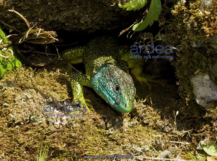 : Western Green Lizard - male basking in the sun : Western Green Lizard - male basking in the sun
