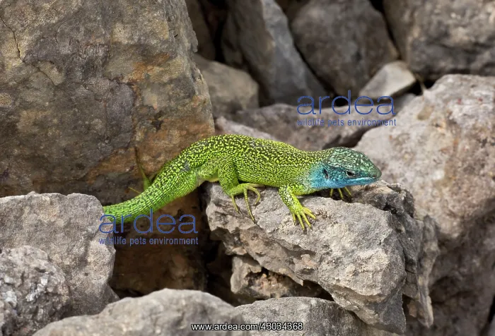 : Western Green Lizard male on limestone Cevennes, France : Western Green Lizard male on limestone Cevennes, France