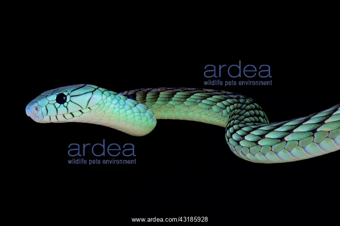 : Western green mamba (Dendroaspis viridis), Benin : Western green mamba (Dendroaspis viridis), Benin