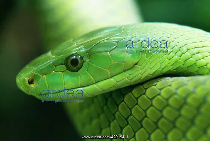 : Western Green Mamba Snake : Western Green Mamba Snake