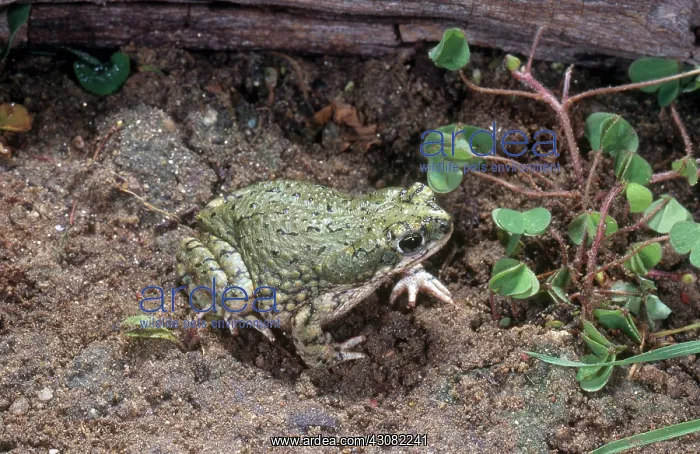 : Western Green Toad : Western Green Toad